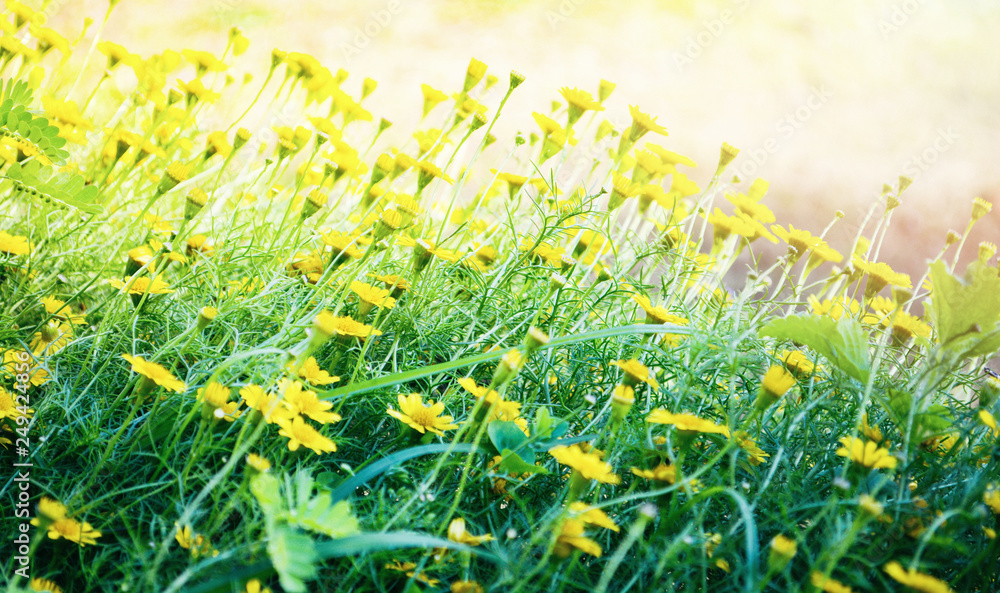 Fototapeta premium field of yellow wedelia trilobata / Singapore daisy flower Asteraceae