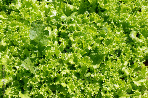 Fresh vegetable background Green oak lettuce salad growing garden farm on agriculture for health food