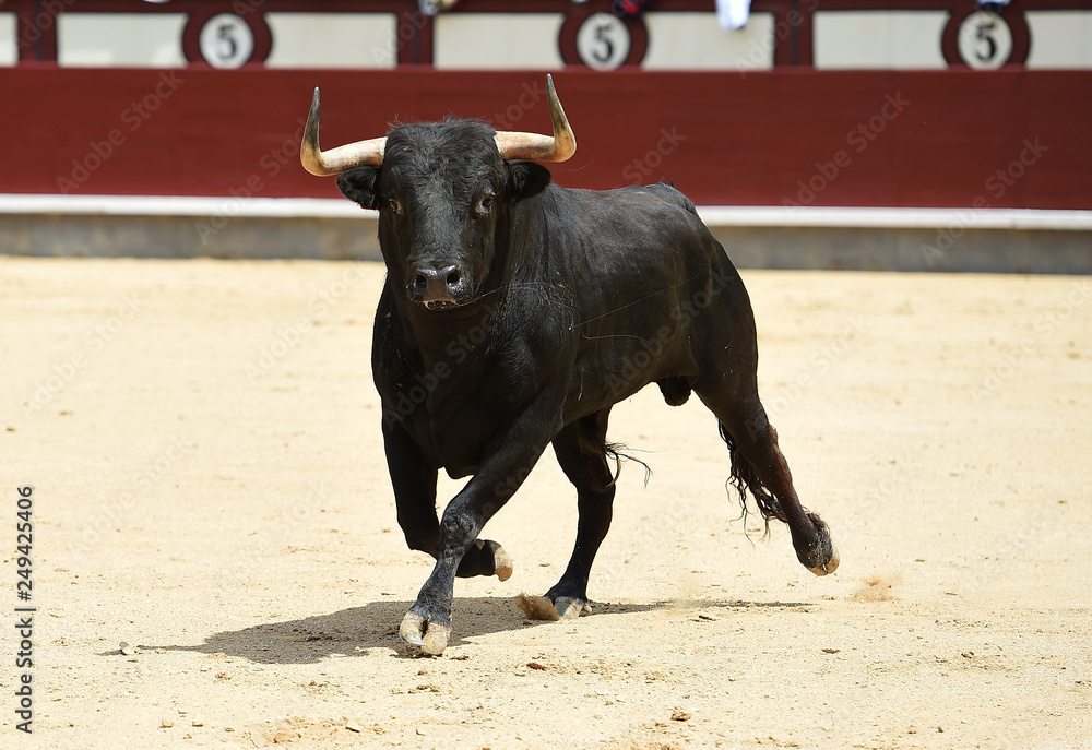 bull in spain