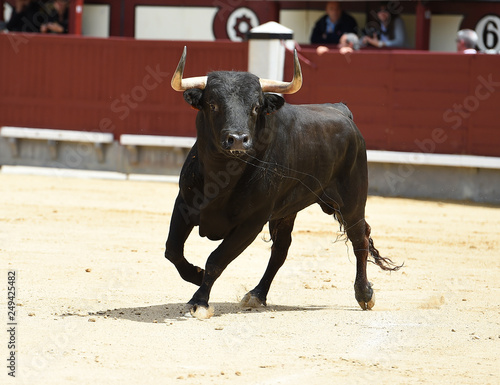 toro en españa