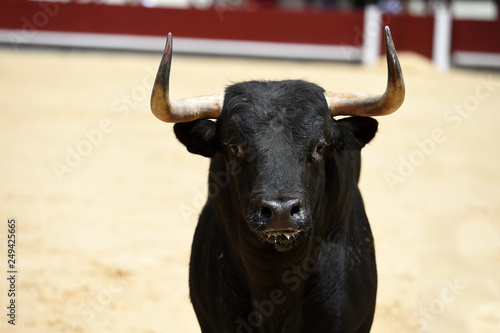 toro español