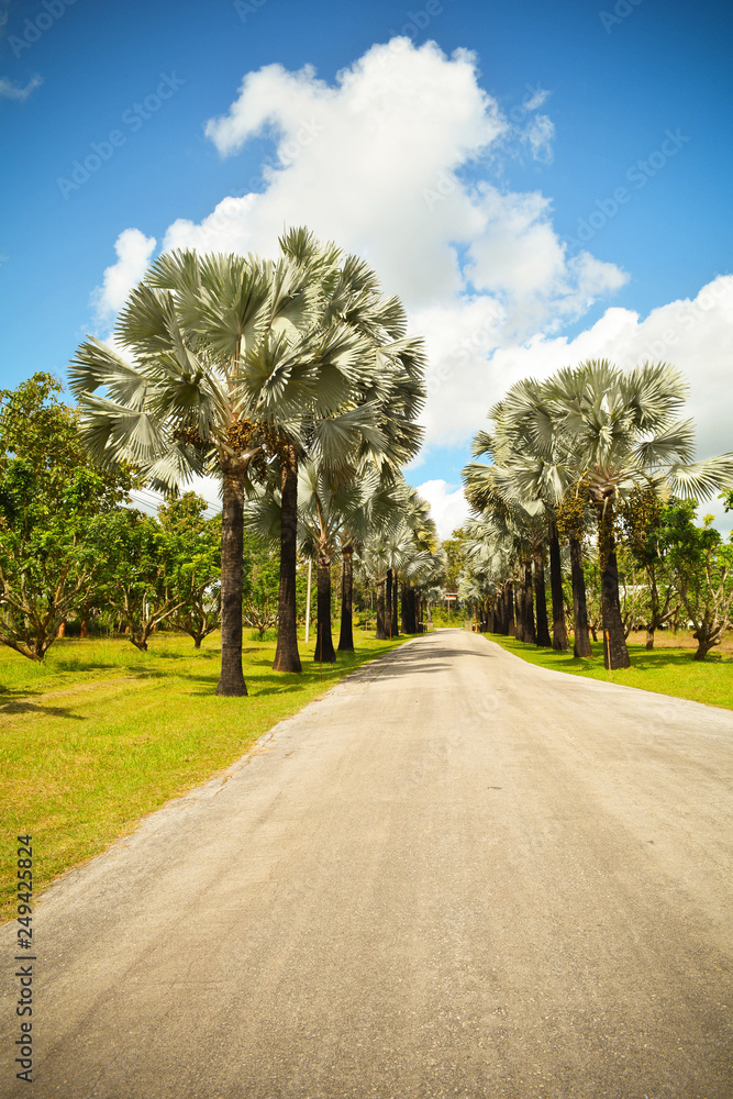 Palm trees roadside in the park garden with road on bright day and blue sky background