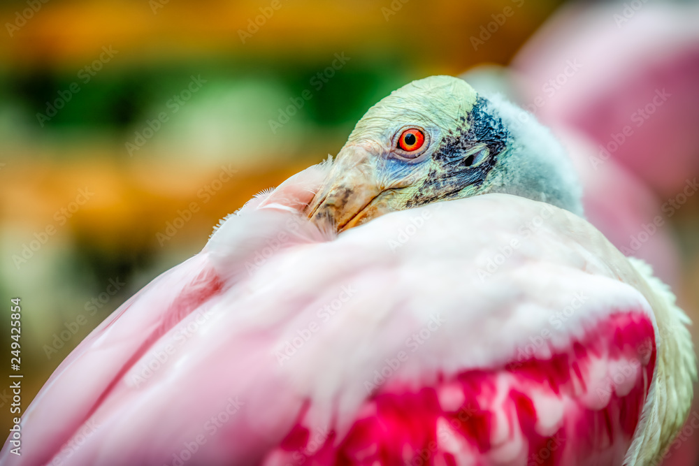 Obraz premium rosette spoonbill