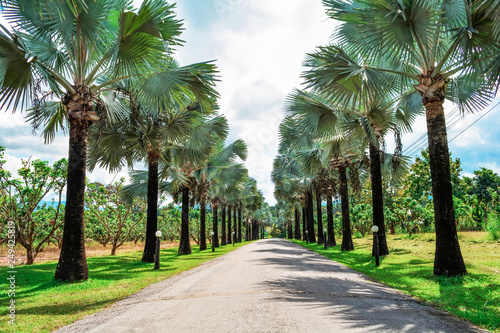Palm trees roadside in the park garden with road on bright day and blue sky background © Bigc Studio