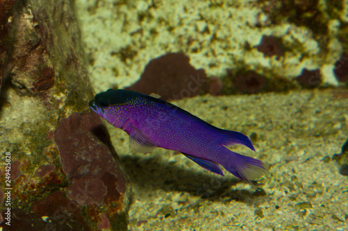 Blackcap basslet (Gramma melacara).