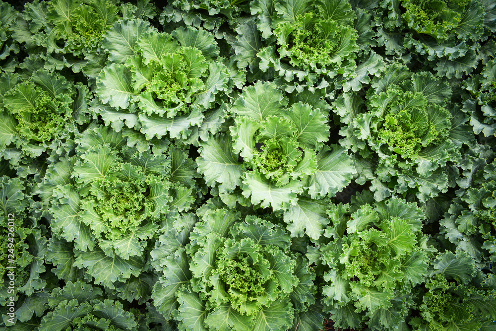 Cabbages vegetable texture background