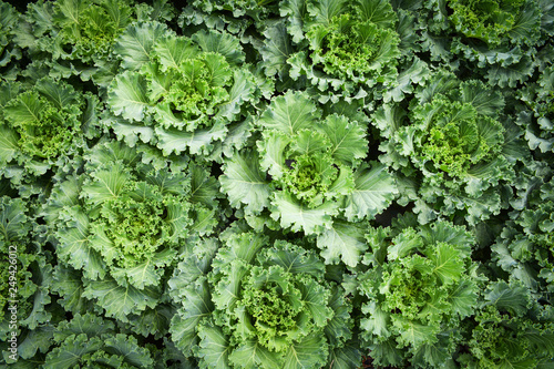 Cabbages vegetable texture background