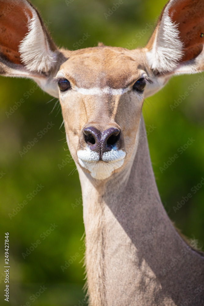 Greater Kudu. Florida. USA. 