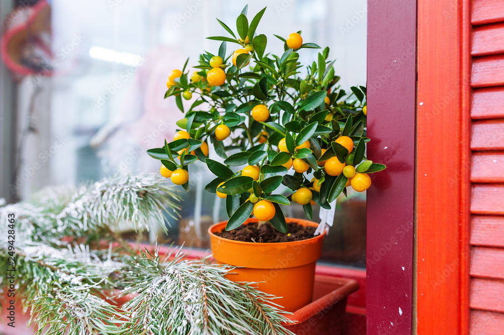 Mandarin tree and fir-tree branch on window sill. Indoor citrus tree growing
