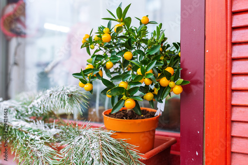 Obraz na płótnie Mandarin tree and fir-tree branch on window sill. Indoor citrus tree growing w salonie