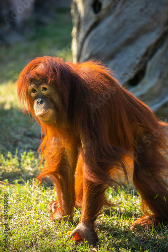 Wild Orangutan. Monkey. USA. 