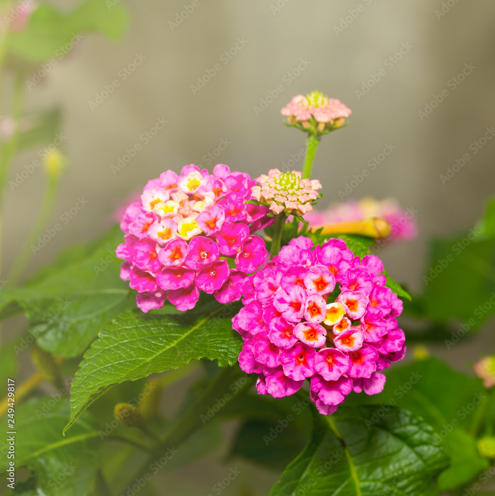 Pink Umbelanterna flower with theirs tree in the ga Pink Umbelanterna flower with theirs tree in the ga