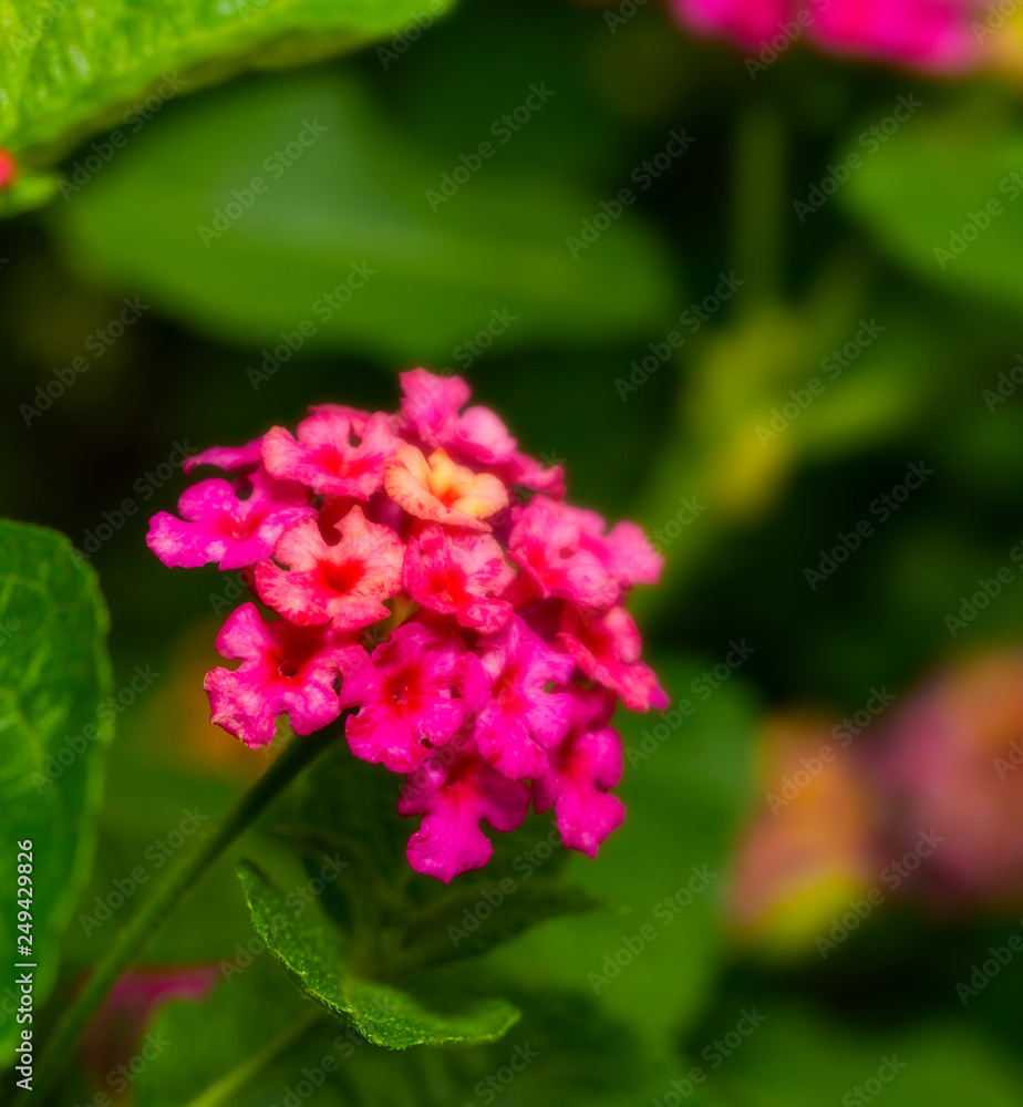 Pink Umbelanterna flower with theirs tree in the ga Pink Umbelanterna flower with theirs tree in the ga