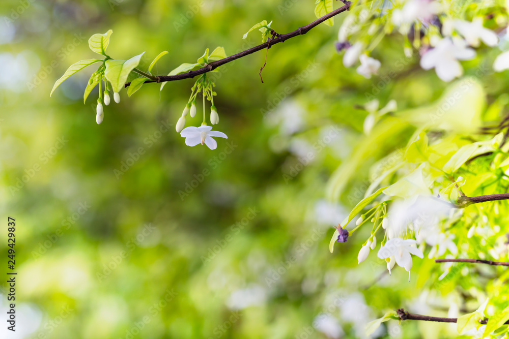 White color of Wrightia religiosa flower tree White color of Wrightia religiosa flower tree