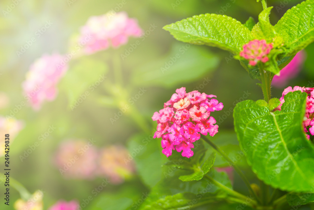Pink Umbelanterna flower with theirs tree in the ga Pink Umbelanterna flower with theirs tree in the ga