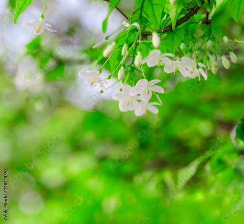 White color of Wrightia religiosa flower tree