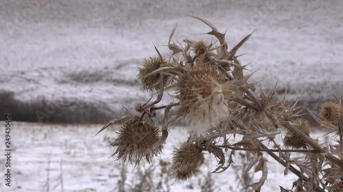 Terrible thistles bristling with thorns, the symbol of chivalry. Dry winter plants close up photo