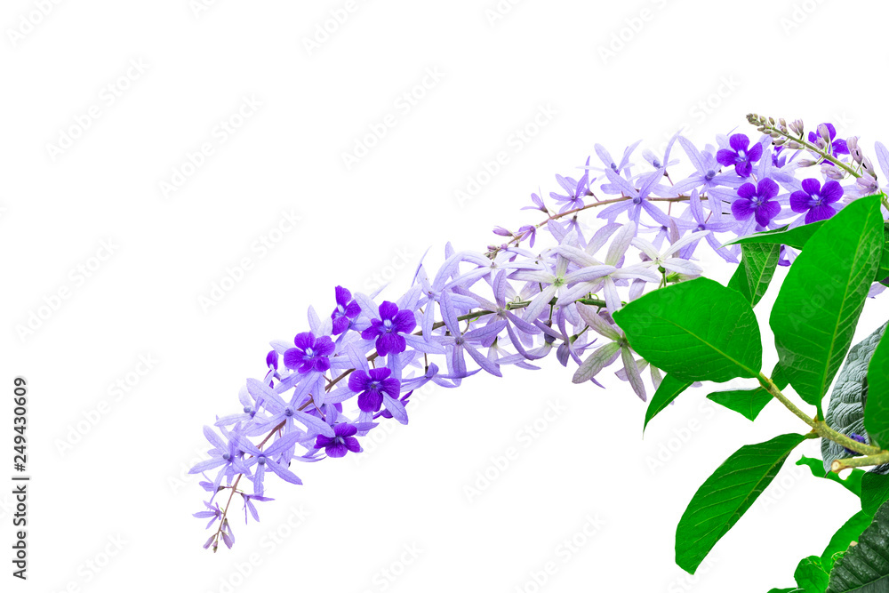 Isoalted purple sandpaper vine flower with theirs tree on white