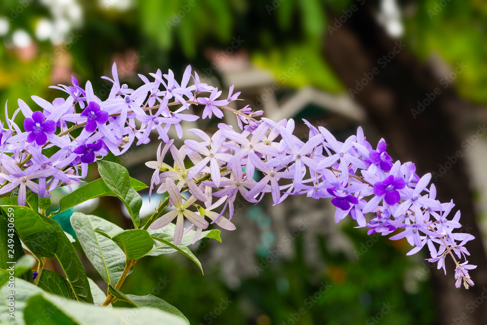 Purple sandpaper vine flower with theirs tree in garden Purple sandpaper vine flower with theirs tree in garden
