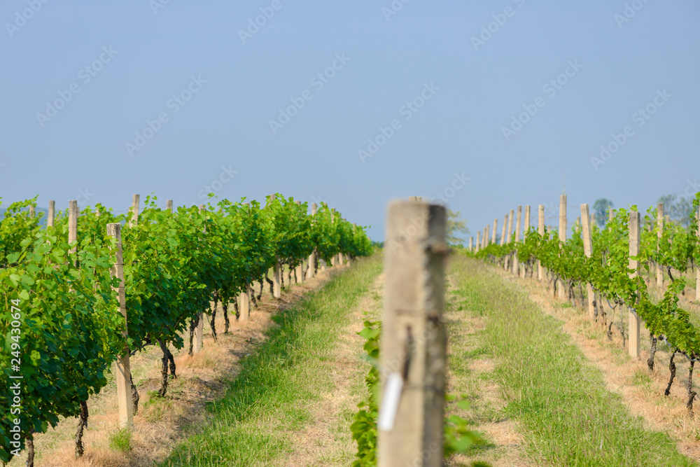 Fototapeta premium landscape of vineyard