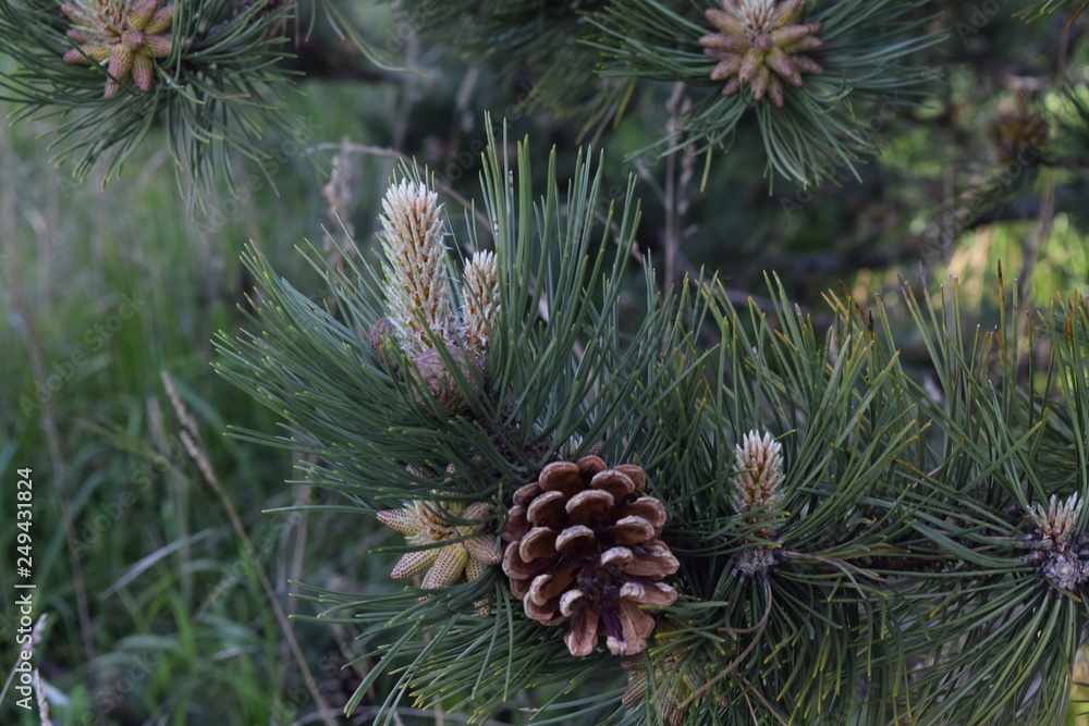 pine cone on a branch pine cone on a branch