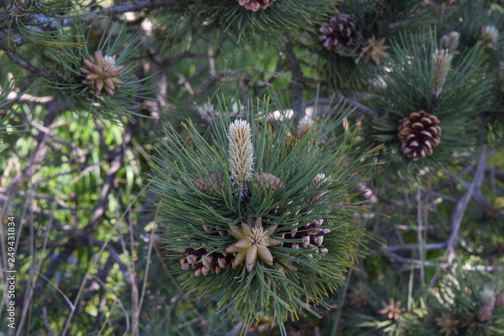closeup of pine tree