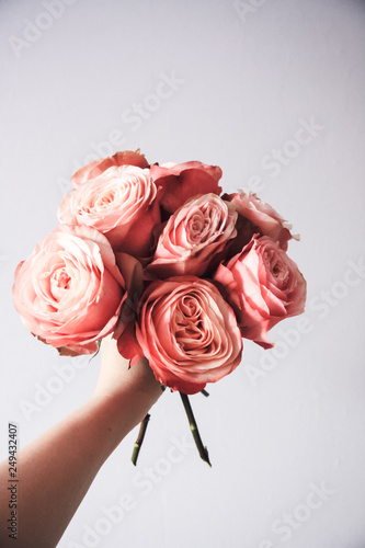 Beautiful Pink roses isolated on background © Евгения Юшина