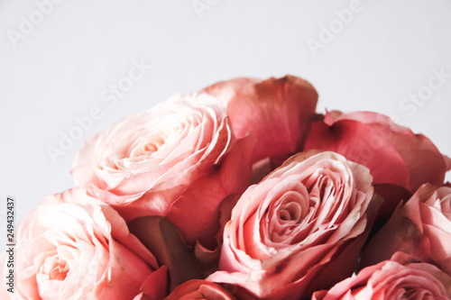 Beautiful Pink roses isolated on background