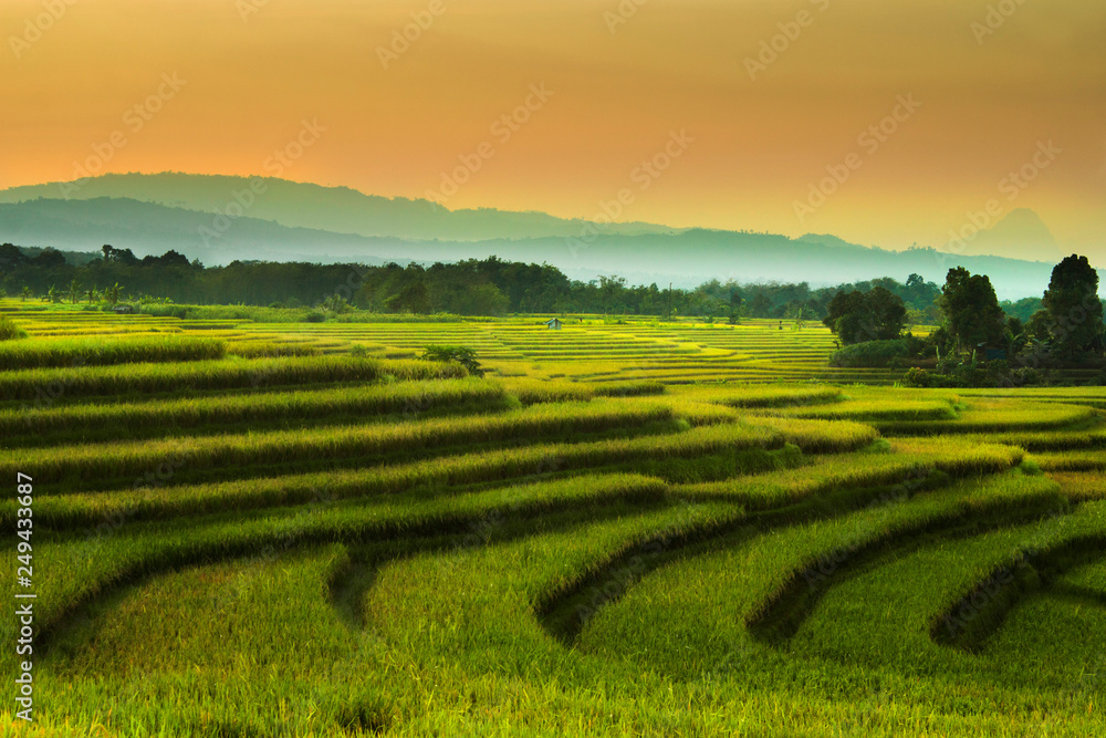 Landscape view beauty morning rice fields in the summer/summer time rice fields natural beauty of bengkulu utara indonesia with mountain barisan and green nature asia