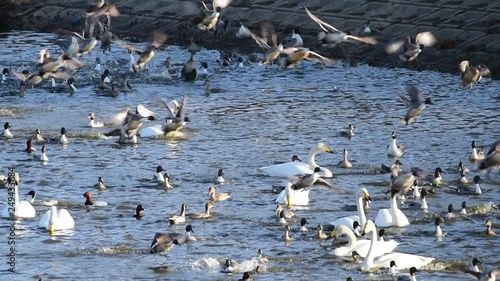 盛んに低空飛行して移動するオナガガモ、オオハクチョウ、ホシハジロ、スローモーション