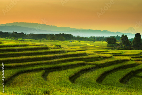 Landscape view beauty morning rice fields in the summer summer time rice fields natural beauty of bengkulu utara indonesia with mountain barisan and green nature asia