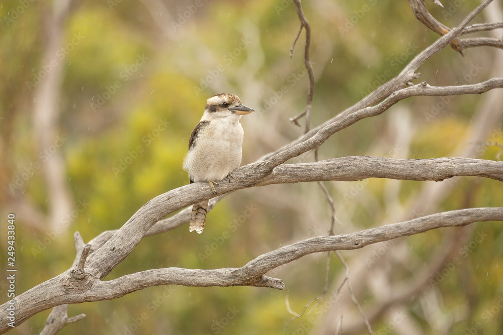 Kookaburra on branch, Australia