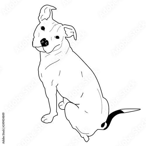 Pitbull Staffordshire Terrier Sitting Dog Canine Vector Animal Pet Illustration 