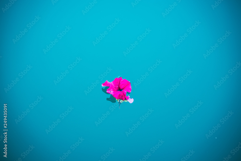 Pink rose in blue water. Glacier water in Canada. Pink rose in blue water. Glacier water in Canada.