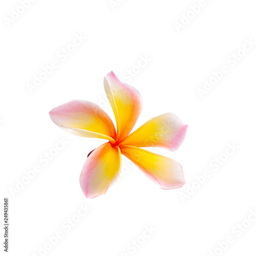 frangipani flower isolated on white