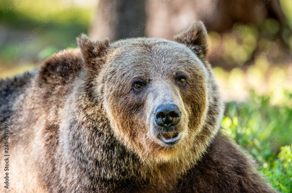 Obraz premium Close up portrait of Brown bear in the summer forest at sunny day. Green forest natural background. Scientific name: Ursus arctos.