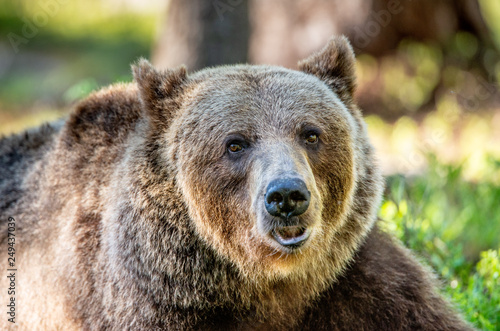 Wallpaper Mural Close up portrait of Brown bear in the summer forest at sunny day. Green forest natural background. Scientific name: Ursus arctos. Torontodigital.ca