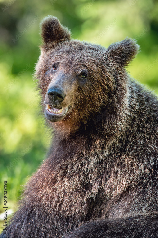 Close up portrait of Brown bear in the summer forest at sunny day. Green forest natural background. Scientific name: Ursus arctos.