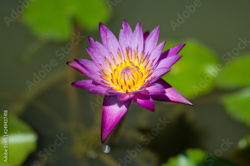 beautiful purple waterlily or lotus flower in pond