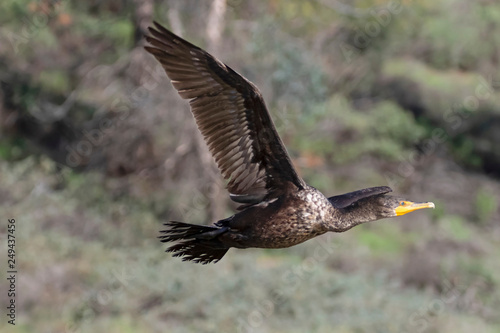 Bird cormorant shore bird flying