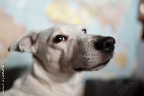 Jack Russell terrier. White dog