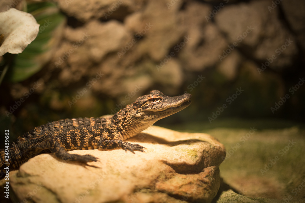 Baby alligator in Everglades National Park, Florida, USA. Baby alligator in Everglades National Park, Florida, USA.