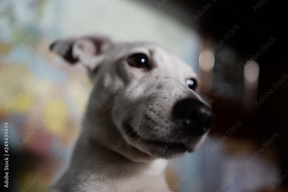 Jack Russell terrier. White dog