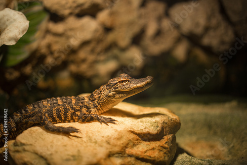 Baby alligator in Everglades National Park, Florida, USA. 