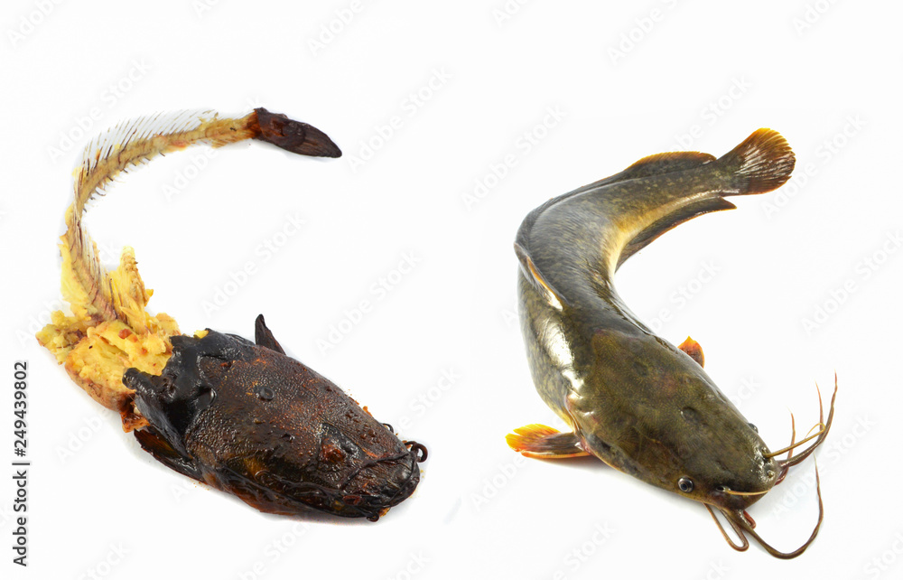 Fototapeta premium fresh raw catfish and fishbone from grilled catfish isolated on white background