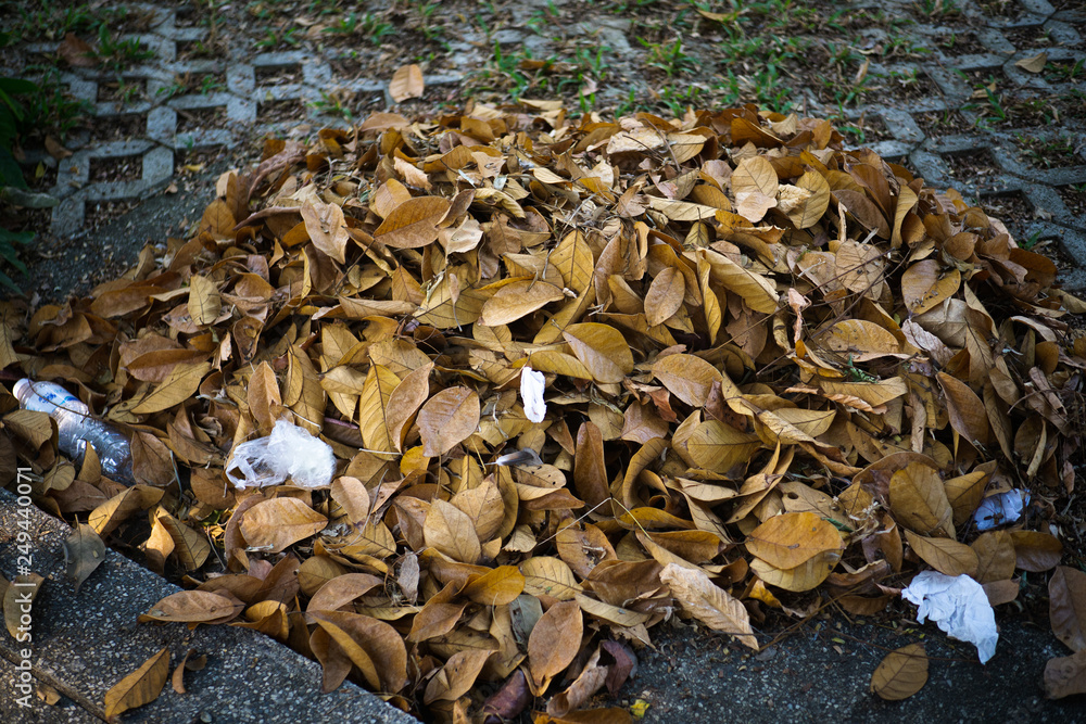 A large stack of leaves from the sweeping courtyard of the park in the summer awaits disposal. A large stack of leaves from the sweeping courtyard of the park in the summer awaits disposal.