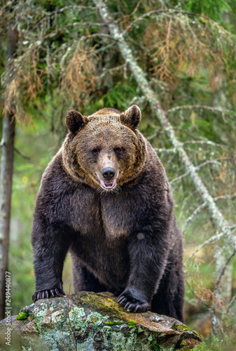 Bear on a rocks. Adult Big Brown Bear in the autumn forest. Scientific name: Ursus arctos. Autumn season, natural habitat.