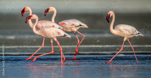 Walking Lesser flamingos Scientific name: Phoenicoparrus minor walk on the water of Lake Natron. Tanzania. Africa.