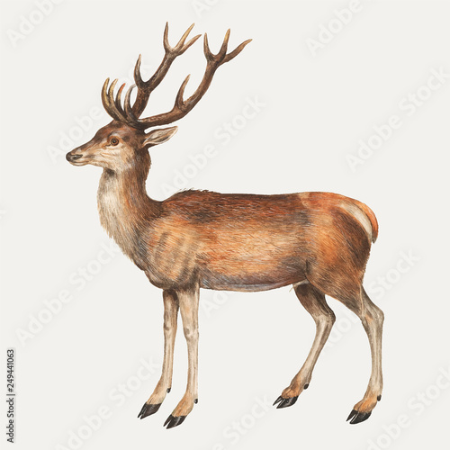 Deer in vintage style