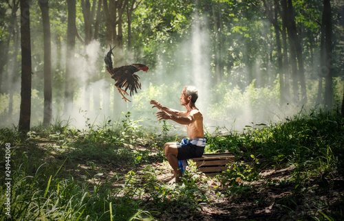 Foto rooster fighting cock and uncle owner / old man farmer hold and throw gamecock o